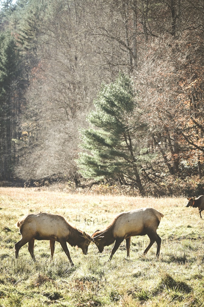 Two deer-like animals butt heads in a grassy area. There is a forest and an additional ungulate behind them.