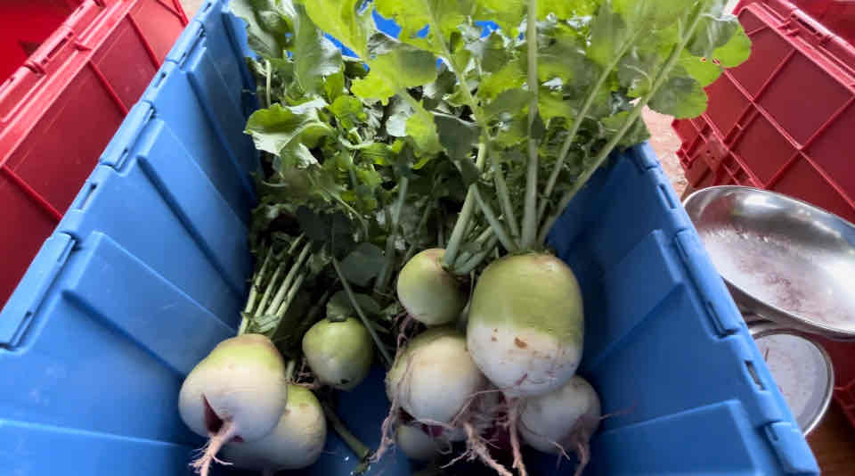 Coastal Roots Farm 