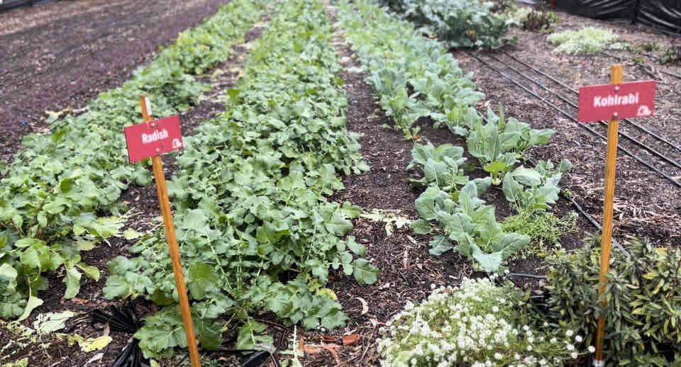 Coastal Roots Farm 