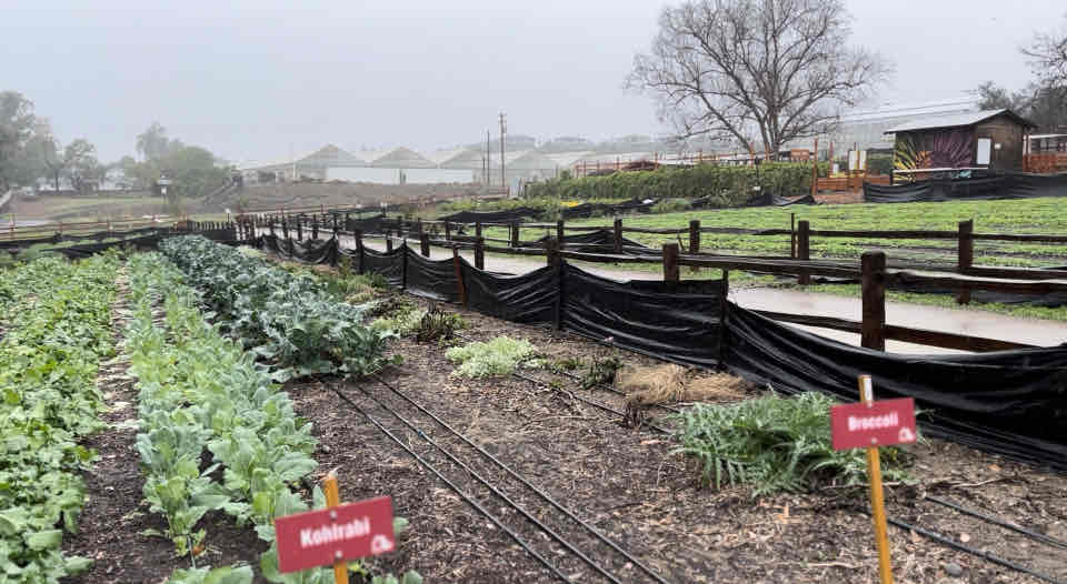 Coastal Roots Farm 