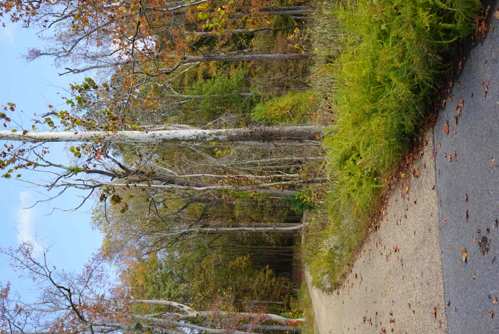 Bike the Yorktown Battlefield