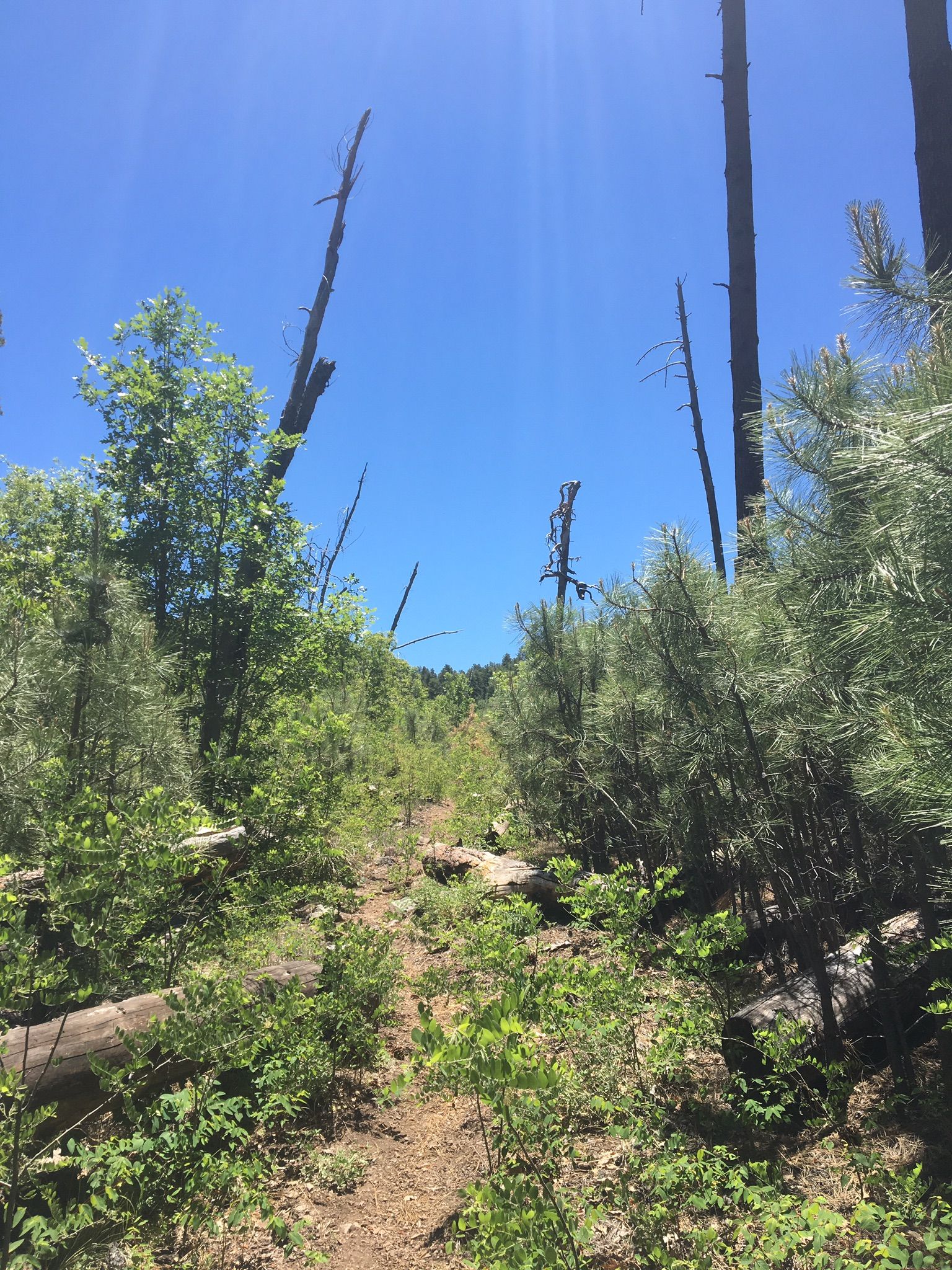 Verde Rim Loop Trail