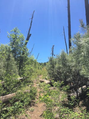 Verde Rim Loop Trail