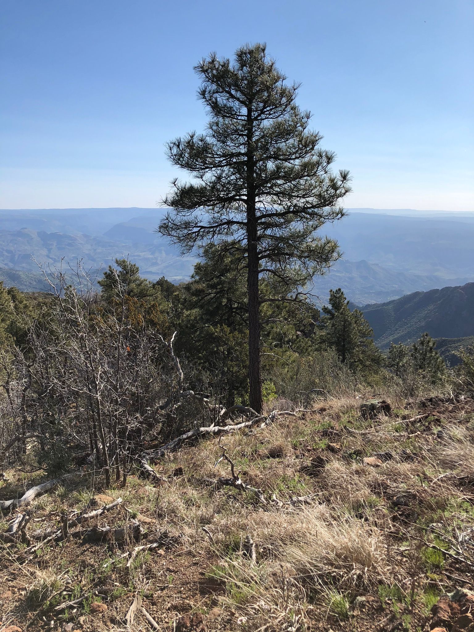 Verde Rim Loop Trail