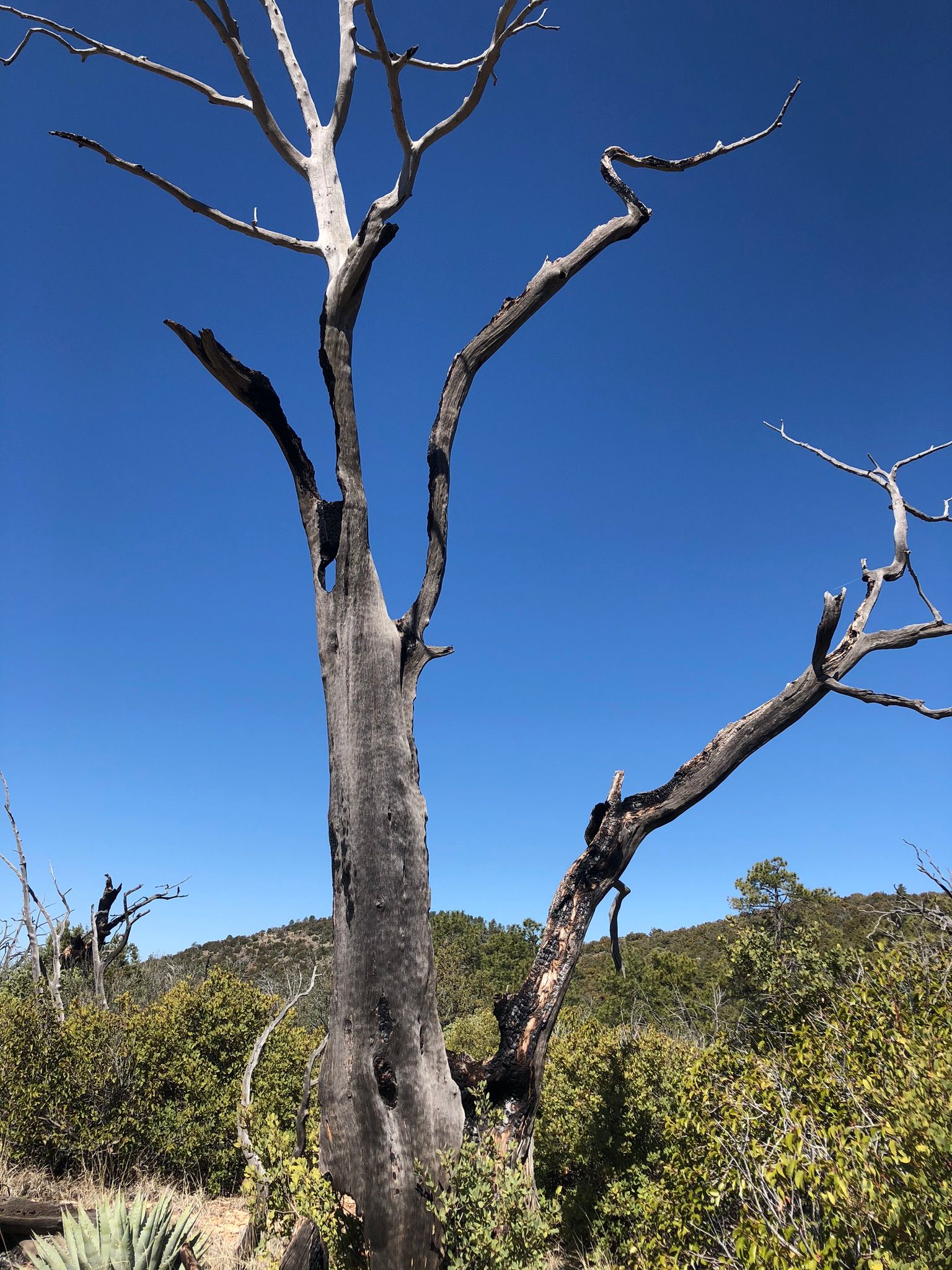 Verde Rim Loop Trail