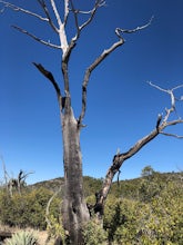 Verde Rim Loop Trail