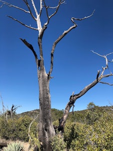 Verde Rim Loop Trail