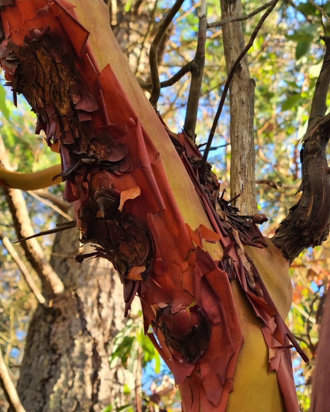 Unique papery bark peels off a tree in a forest. The lighting is very green and yellow.