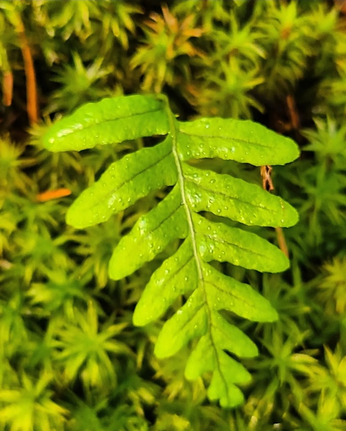 A close-up of a fern with a lot of ferns beneath it.