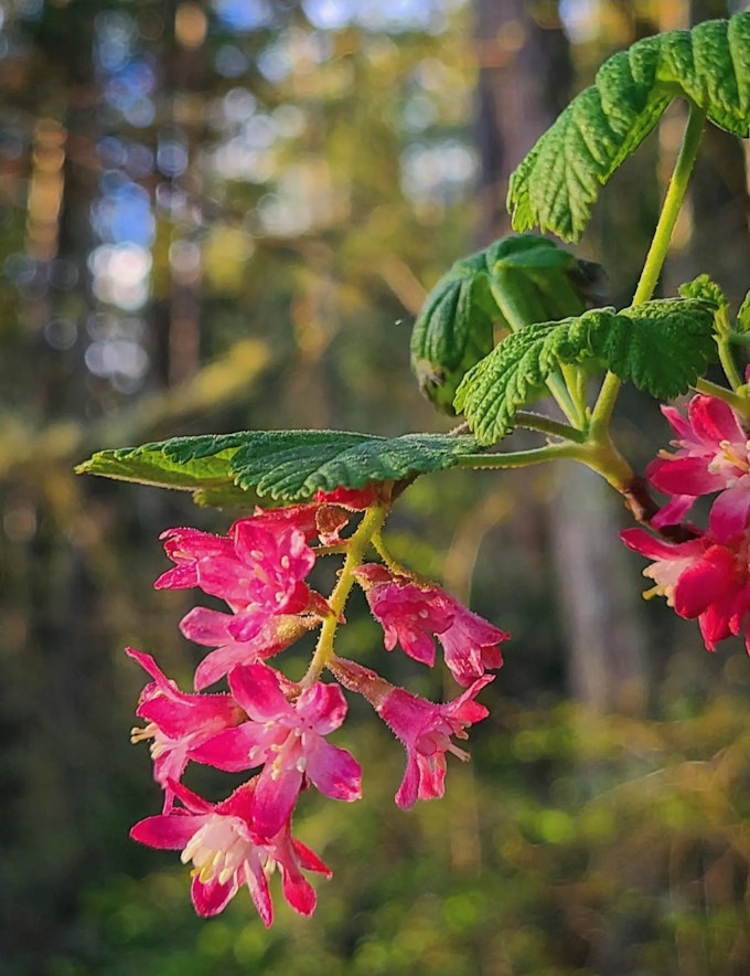 A close-up of pink flowers.