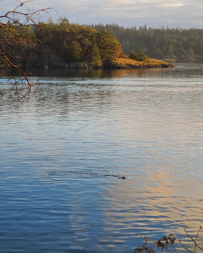 A creature swims through water with a tree-lined shoreline in the background.