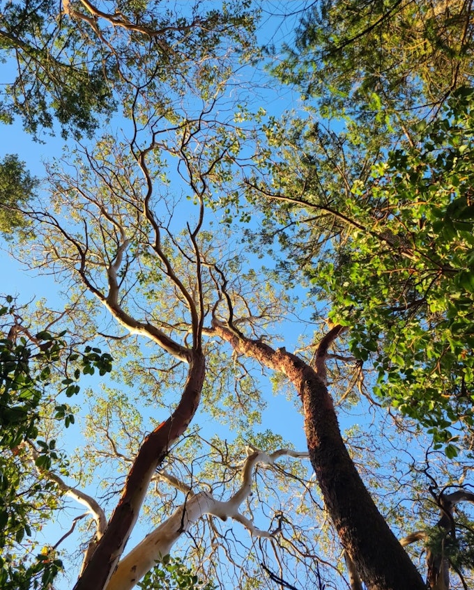 Looking up toward the trees on a blue-sky day.
