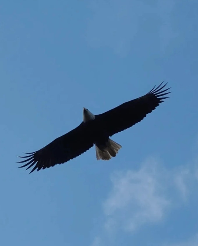 A bald eagle is flying over the camera.