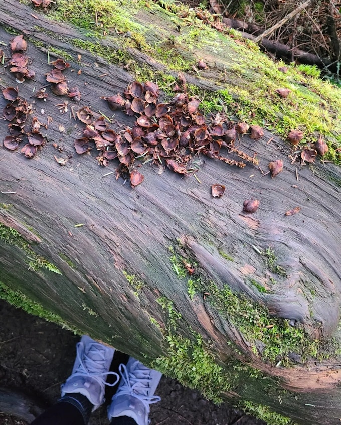 Looking down at a log full of a ripped up pine cone. The photographer's purple hiking boots are at the bottom of the photo.