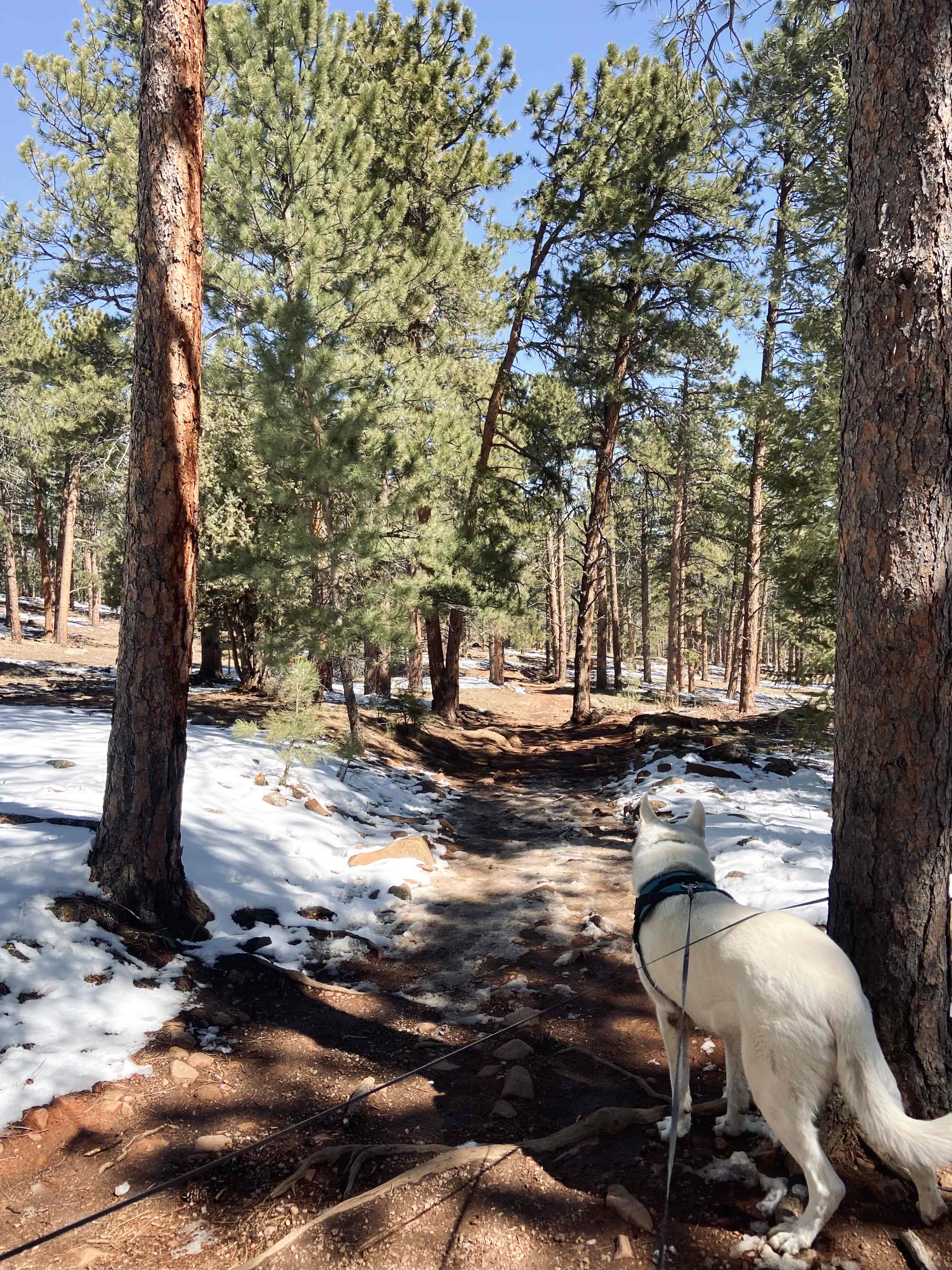 Hike the Enchanted Mesa Trail