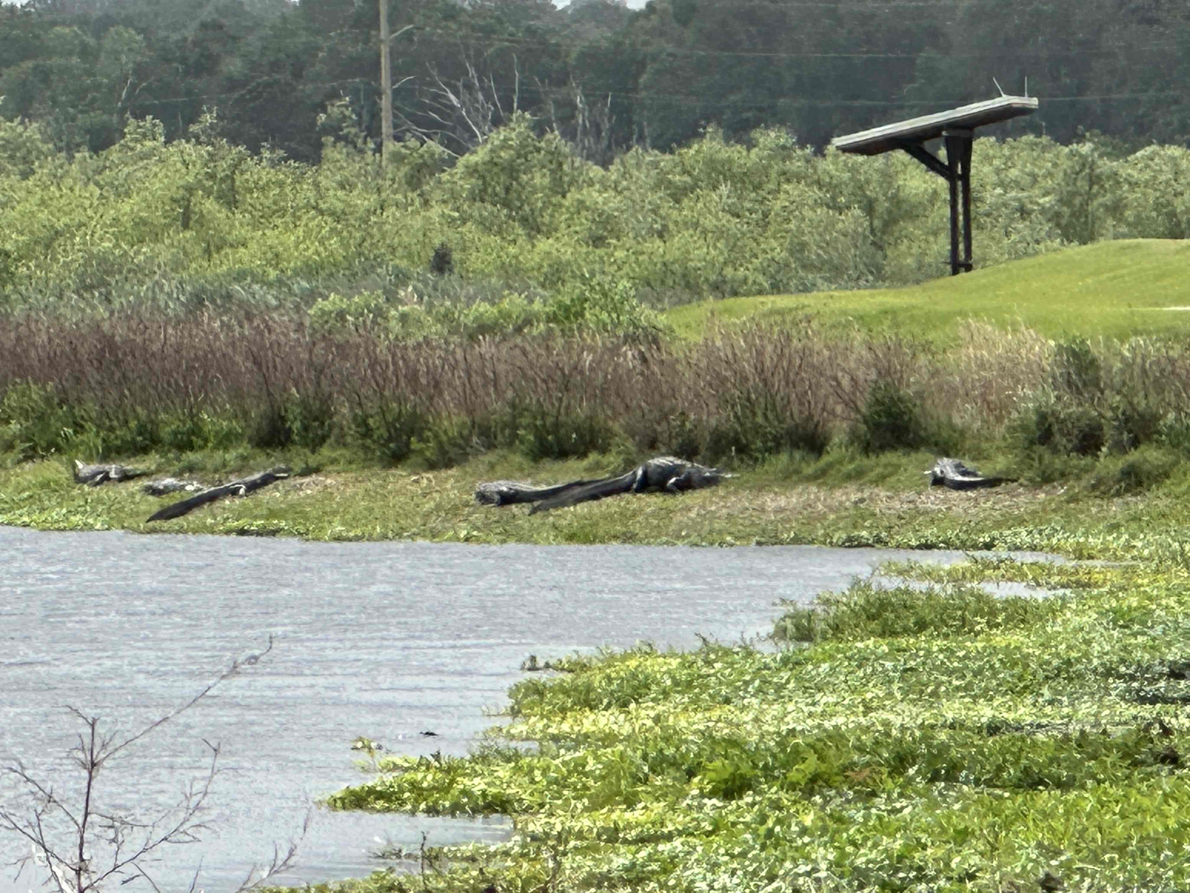 Sweetwater Wetlands Park Loop