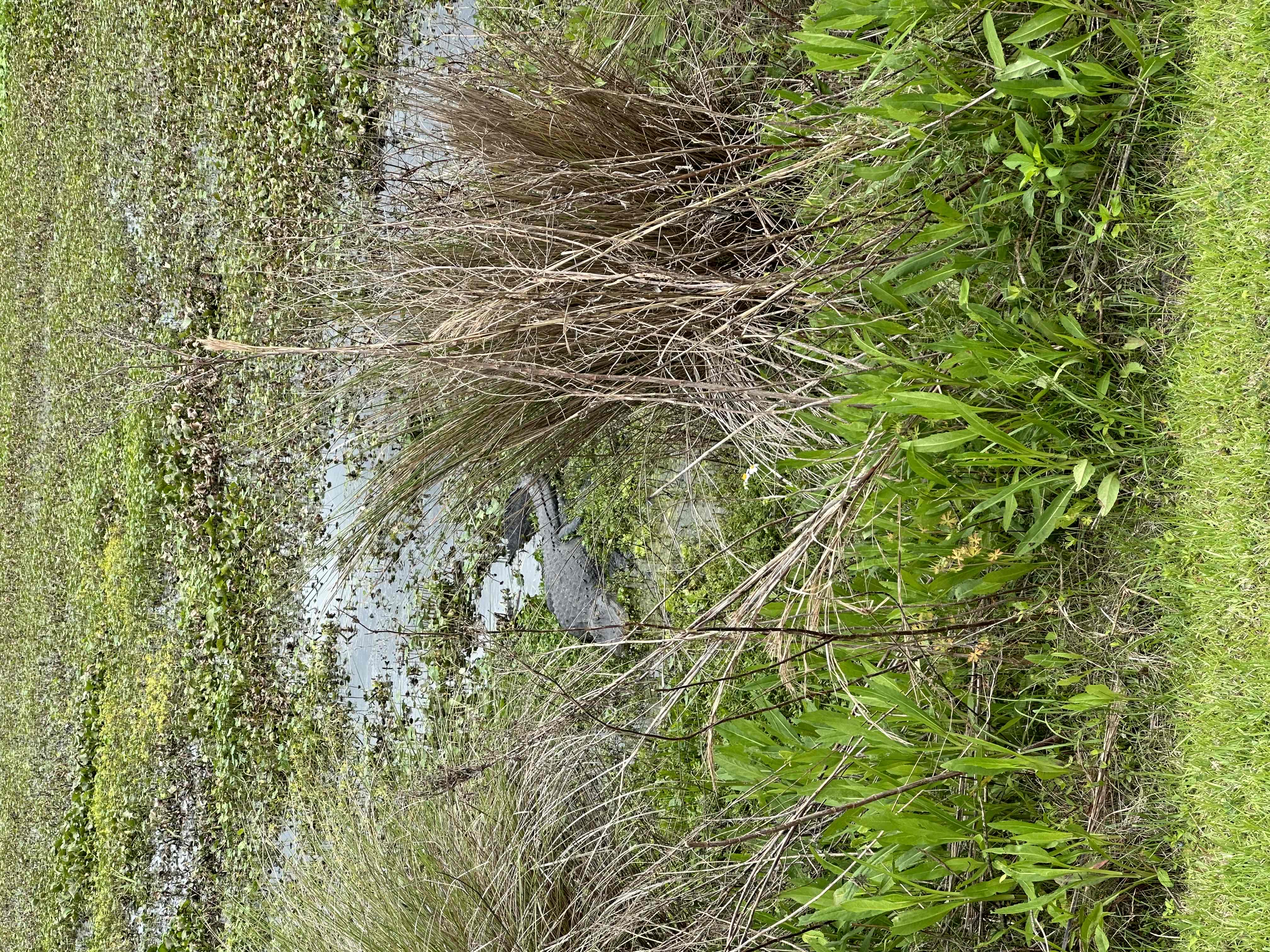 Sweetwater Wetlands Park Loop