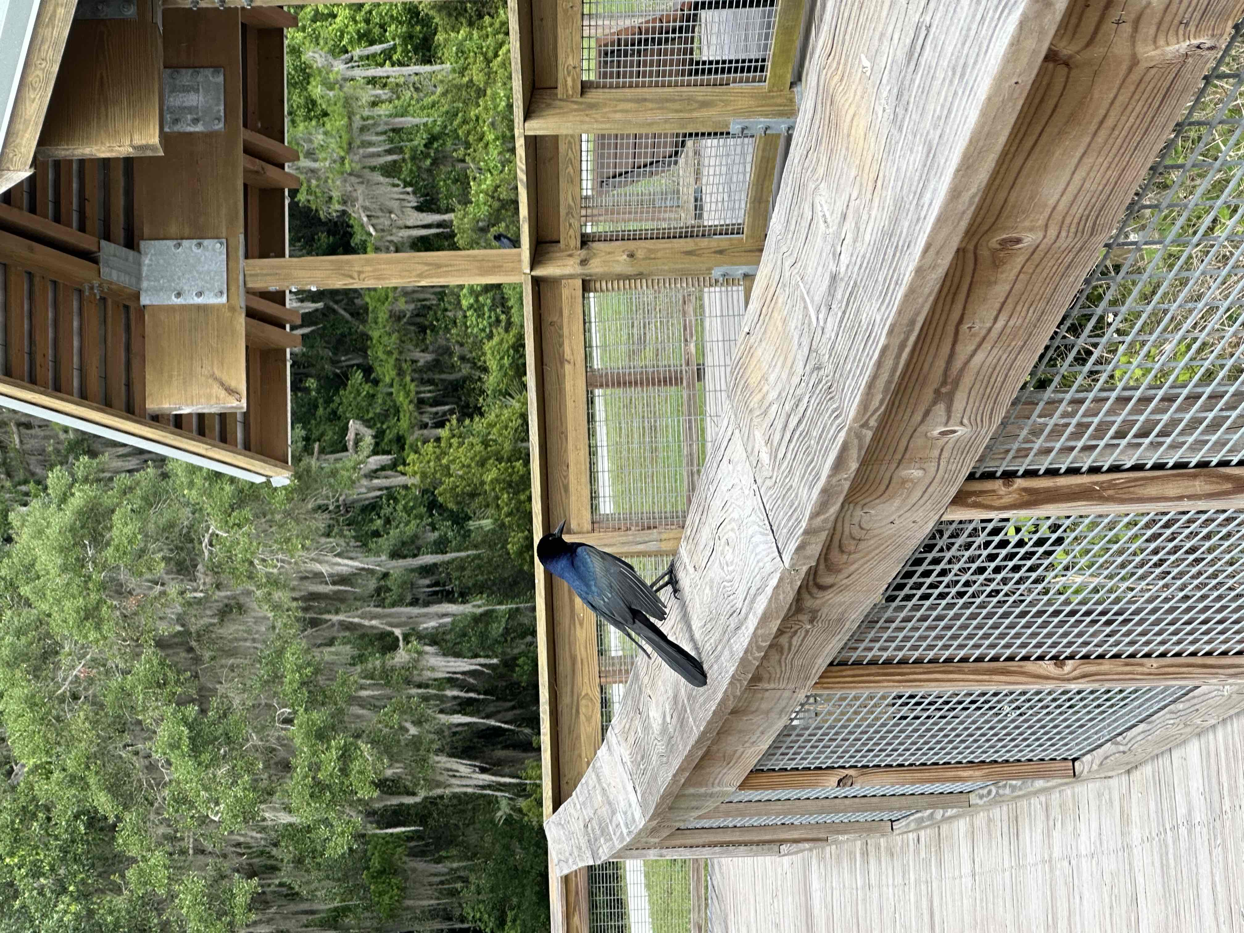 Sweetwater Wetlands Park Loop
