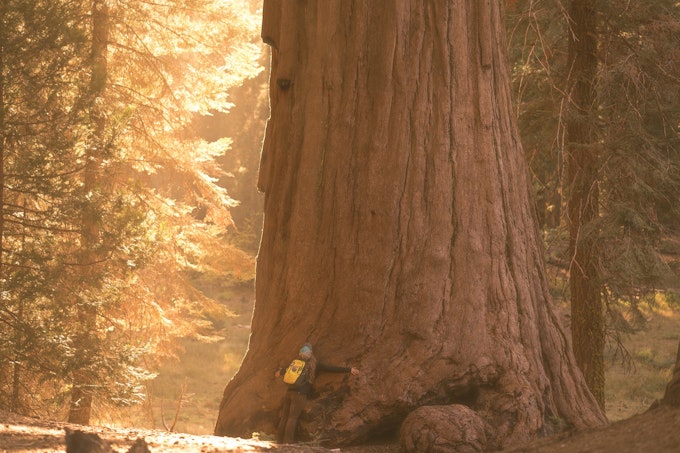 Hiker with a yellow backpack hugging the trunk of a massive tree in a wooded area with sunlight pouring in in Sequoia National Park.