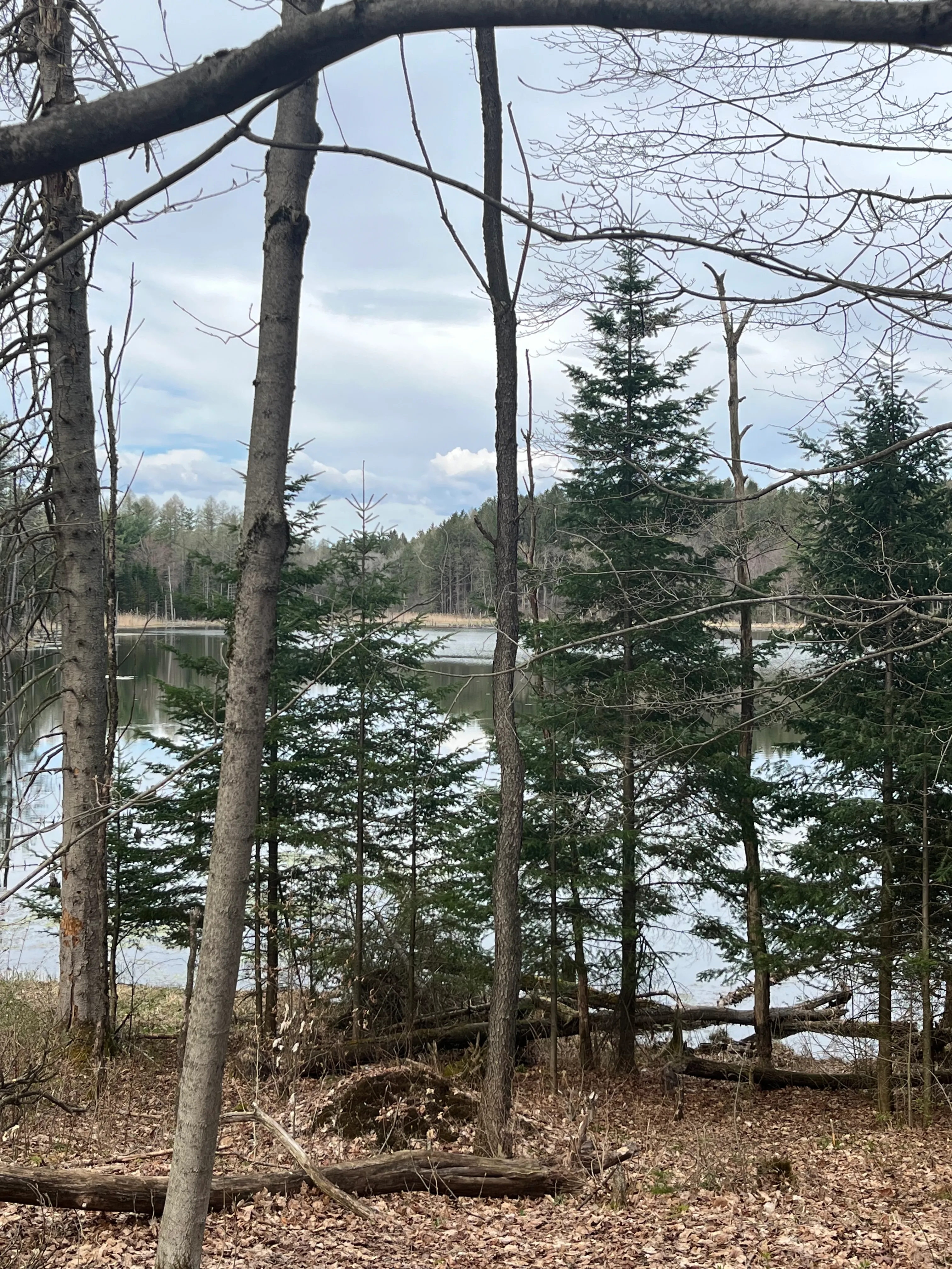 Spruce Pond