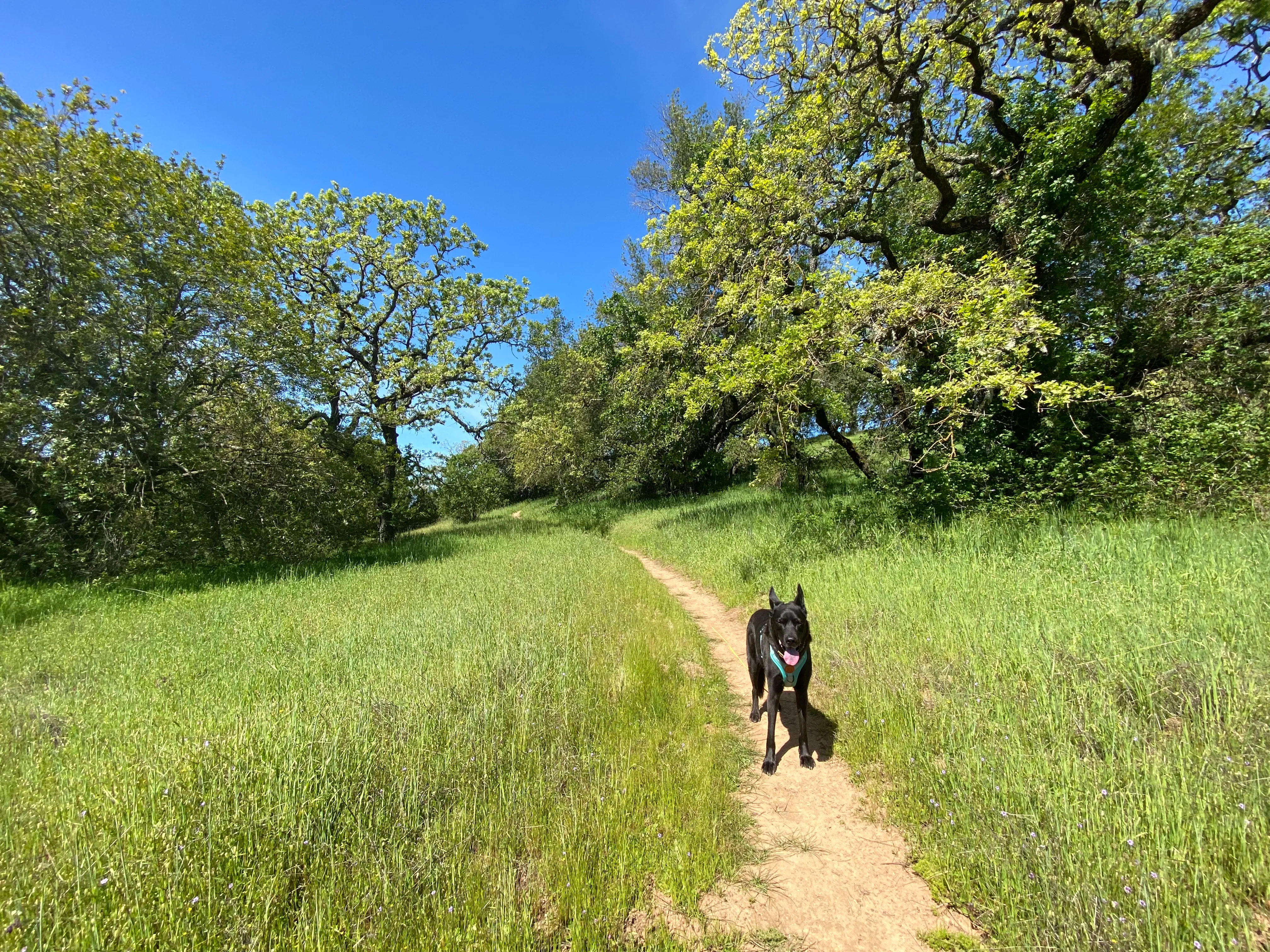 North Levee Trail