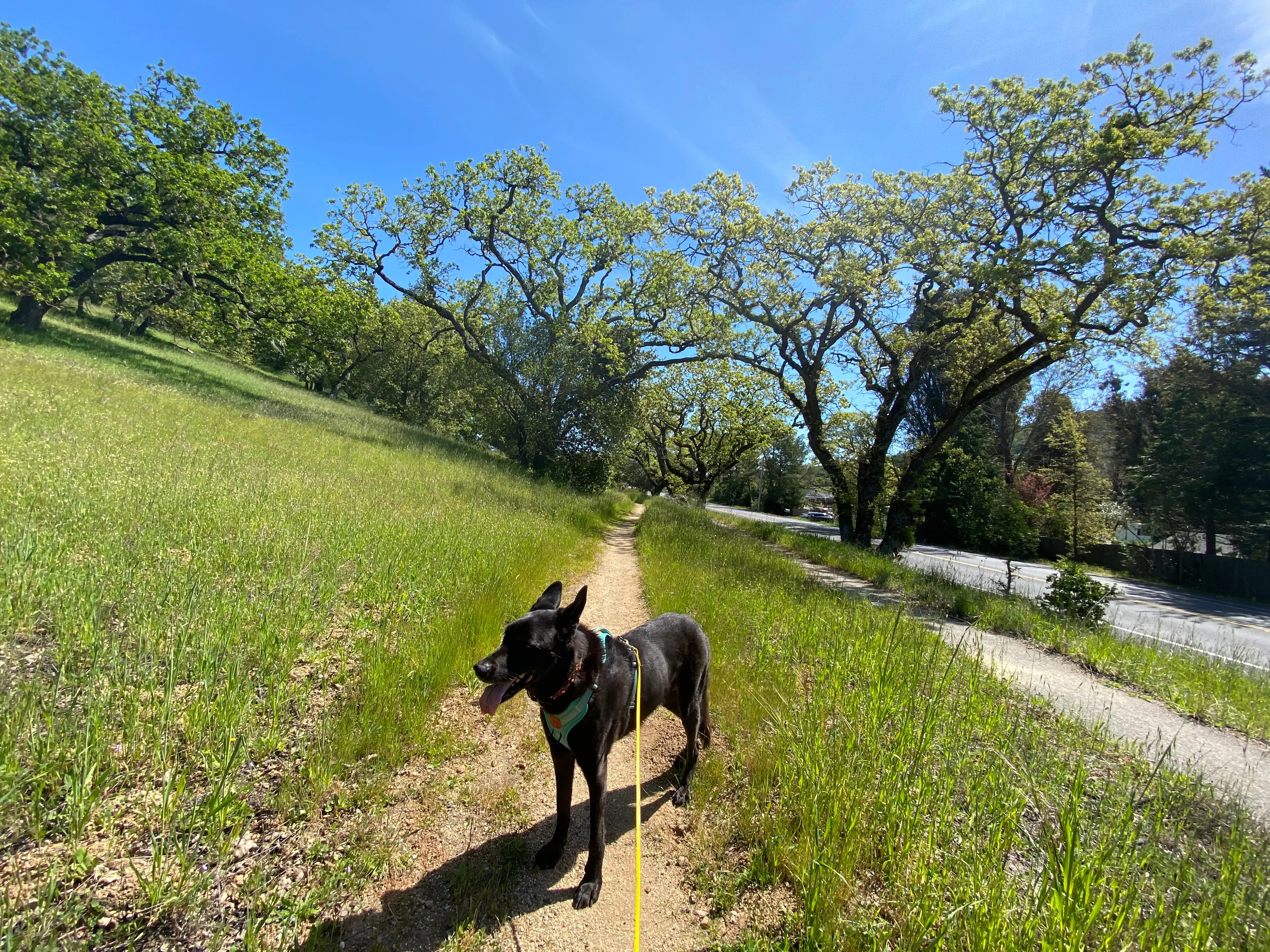 North Levee Trail