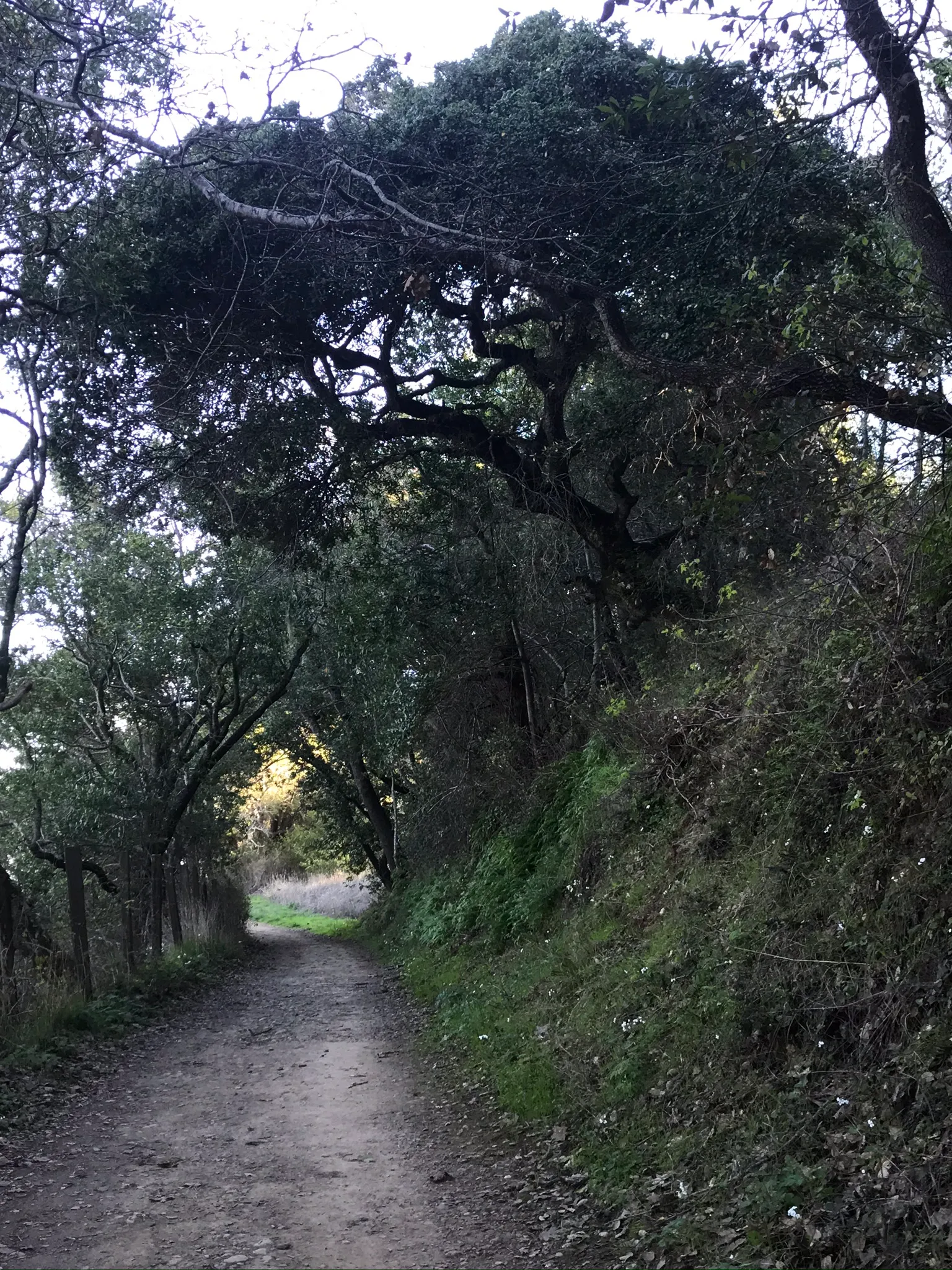 North Levee Trail