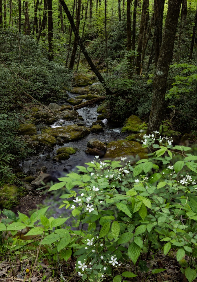 A creek meanders through moss-covered rocks and delicate white flowers surround the water.