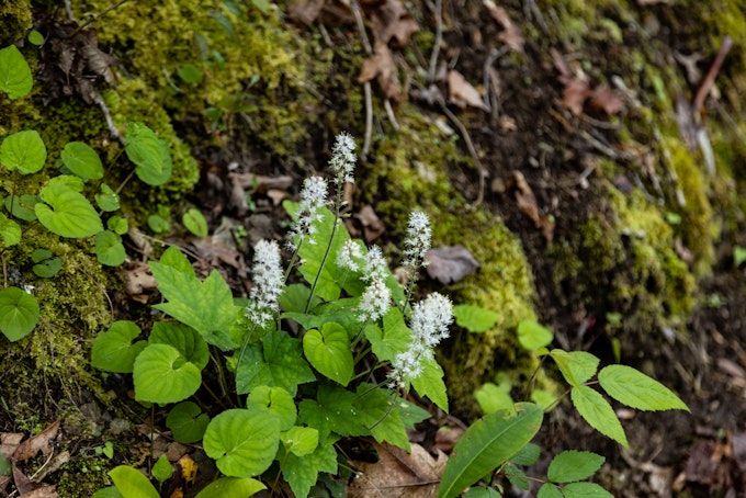 Delicate white flowers grow out of mossy ground.