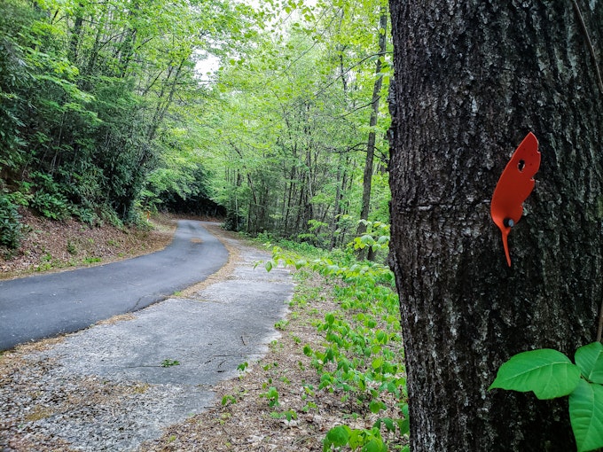 A red feather trail marker is nailed into a tree next to a paved trail through woods.