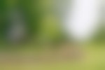 A short stone wall meanders through a grassy field. There is a building barely peeking through trees.