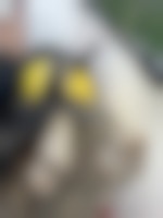 A striped cat is looking out over the edge of a kayak that it's riding in while wearing a yellow life jacket.