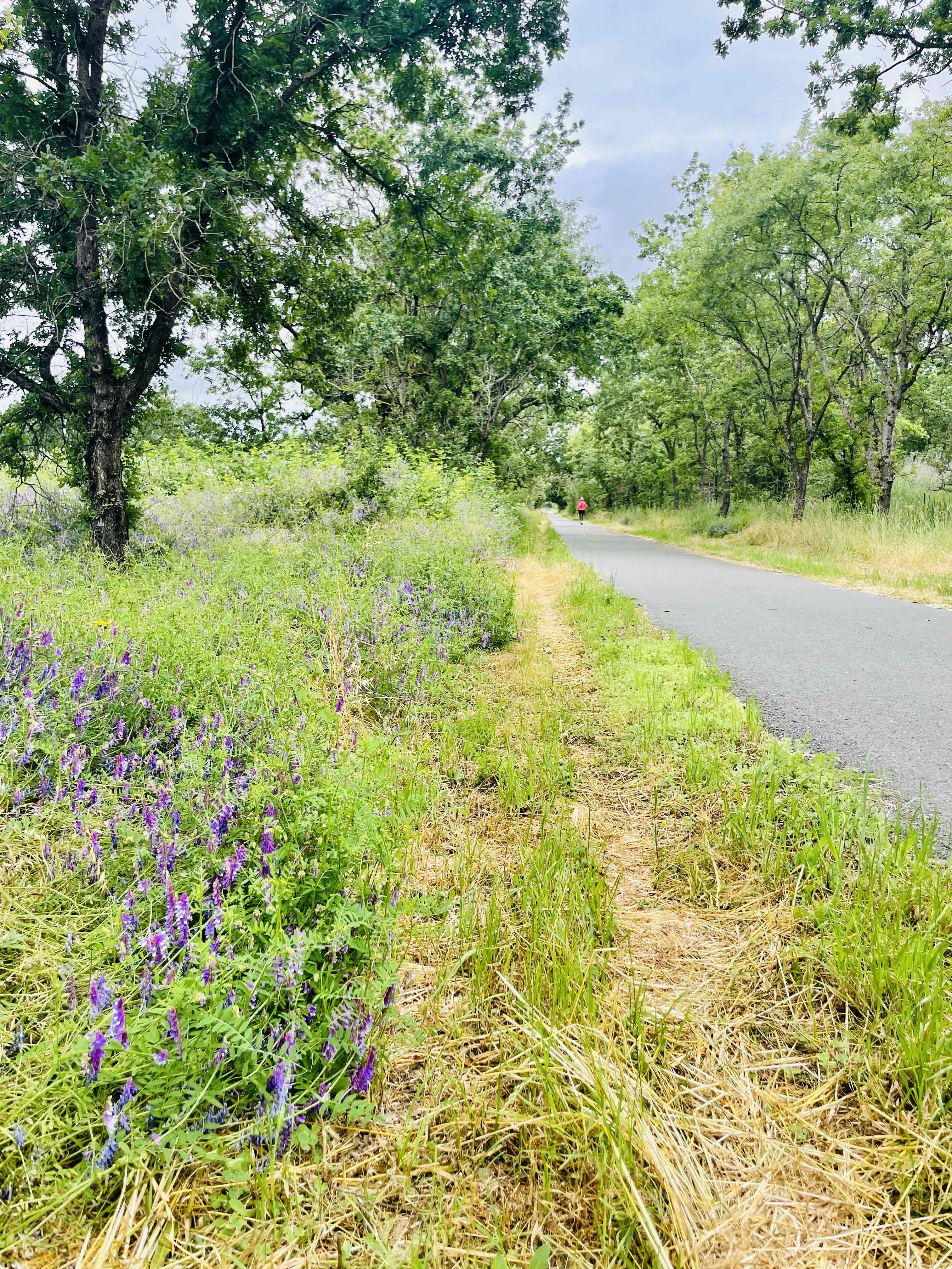 Joe Rodota Trail