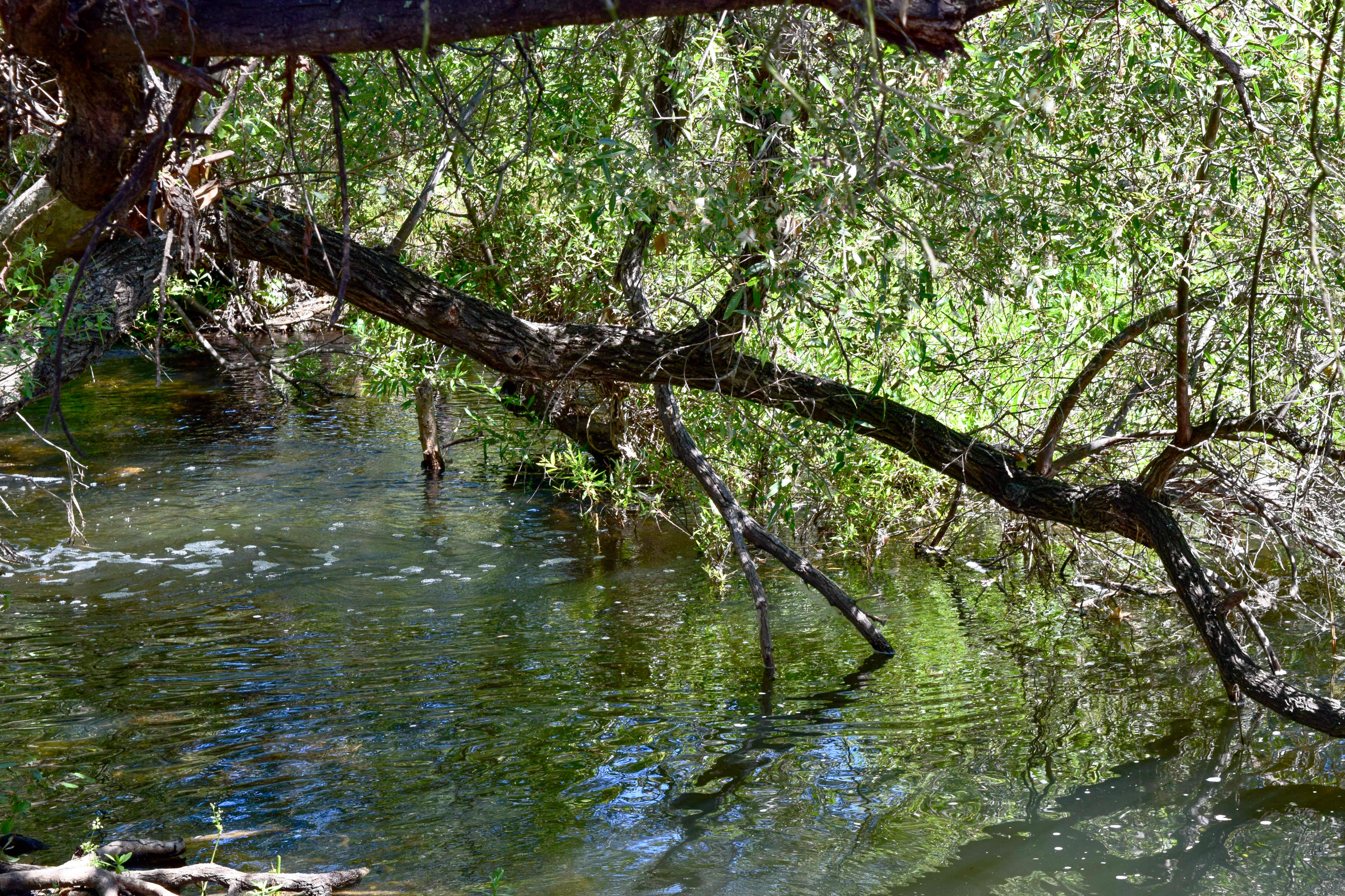 Los Penasquitos Canyon Loop