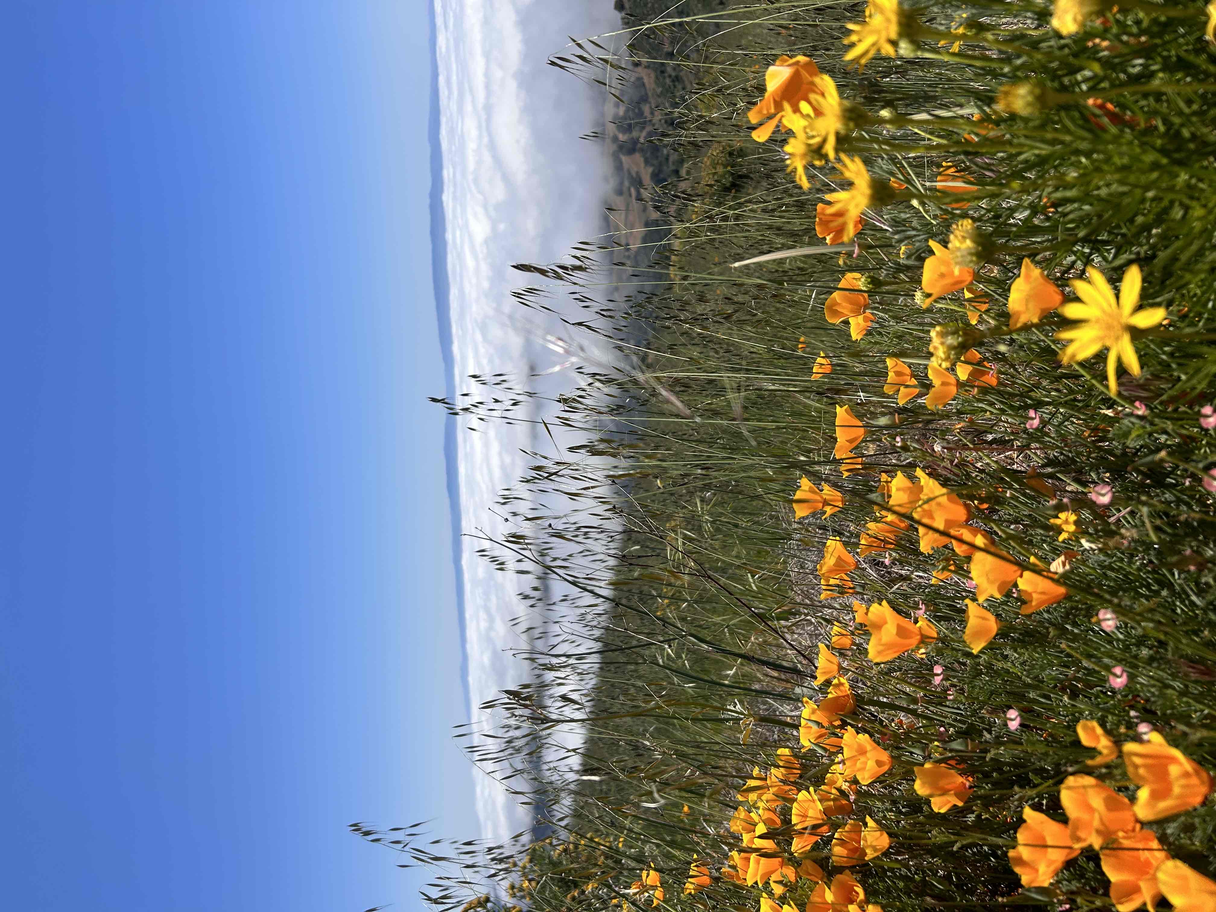 Summit Mount Diablo via Rock City Trail 
