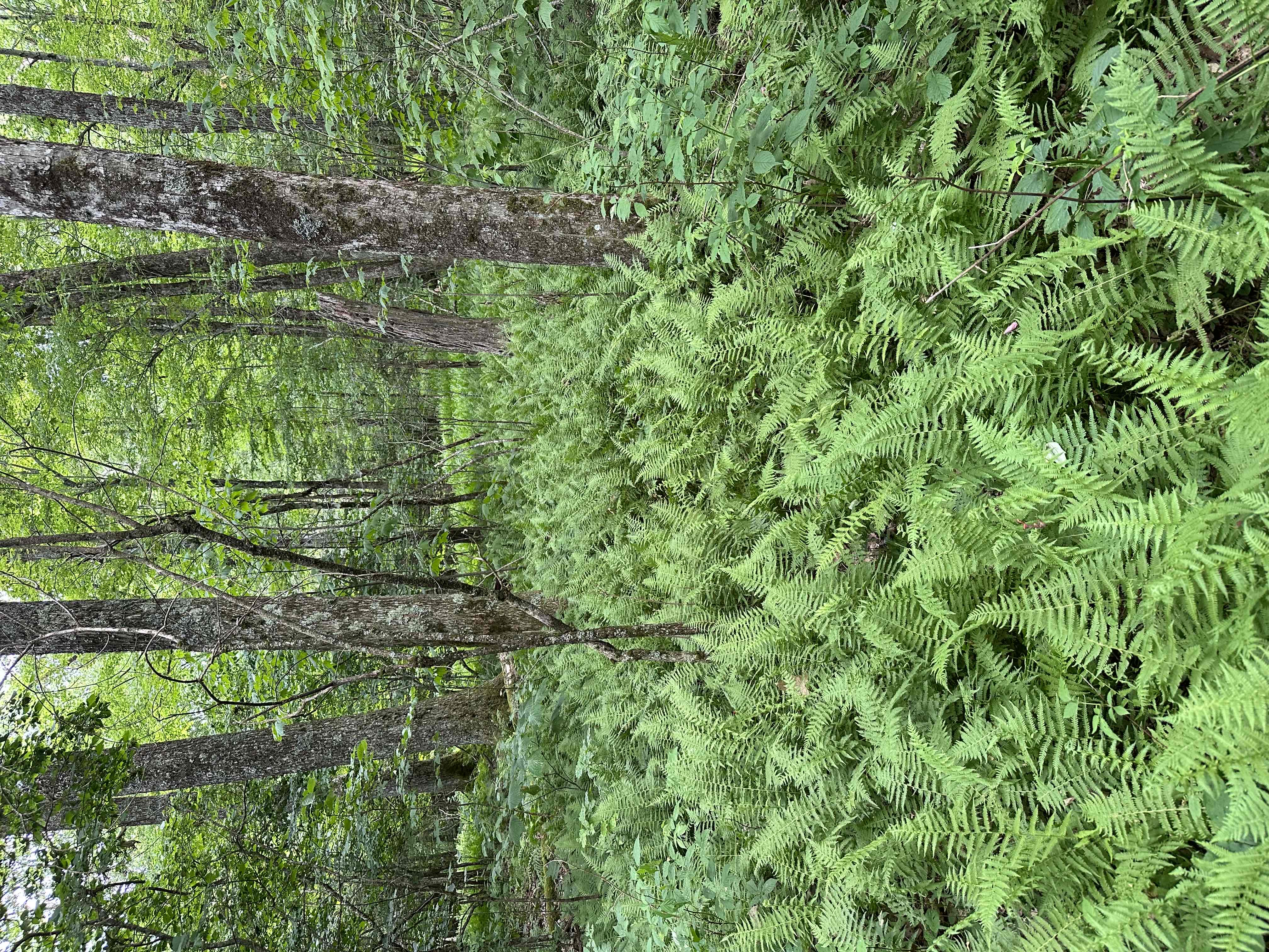 Hike the Flat Rock Trail (NC)