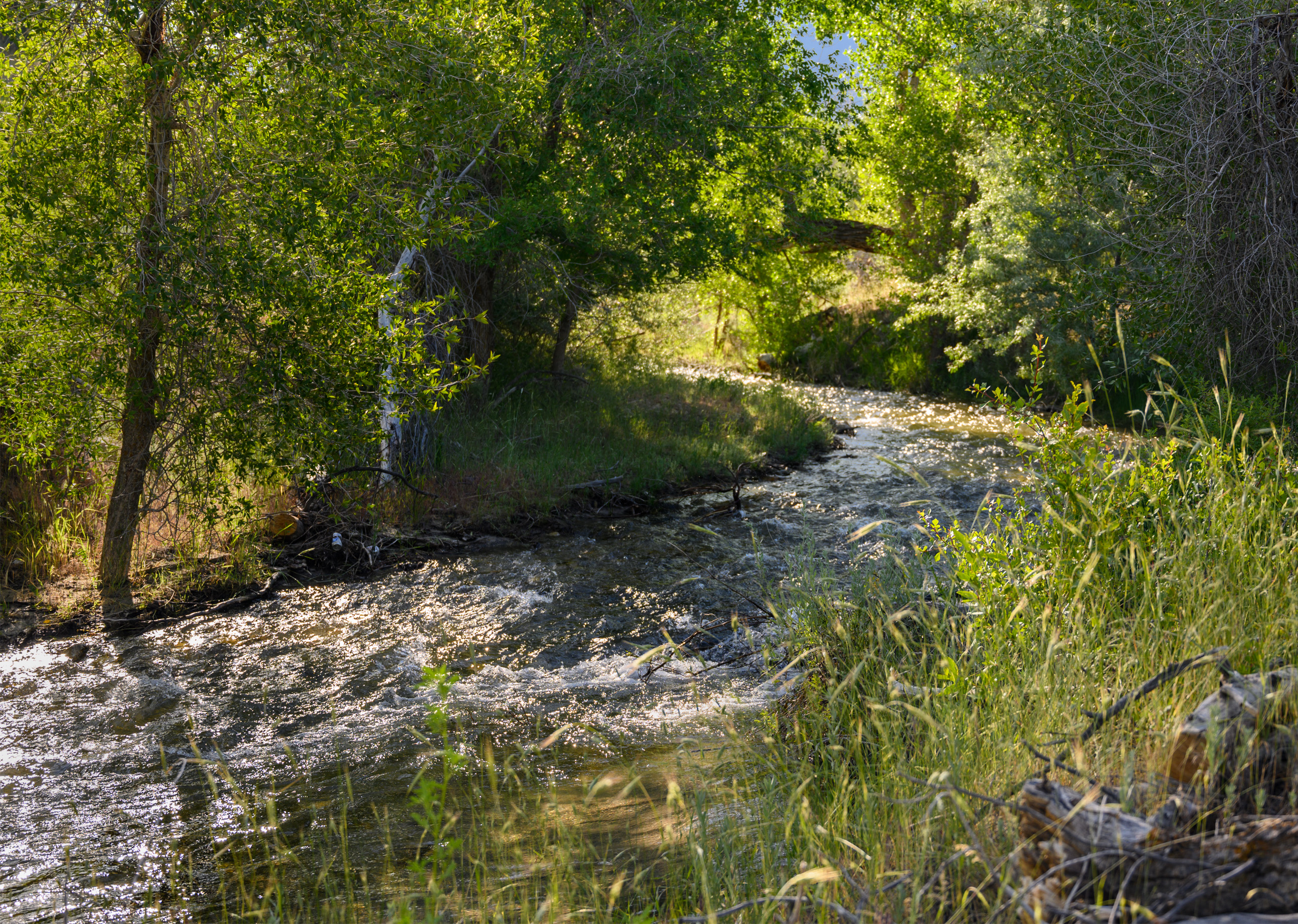 Dimple Dell Trail West