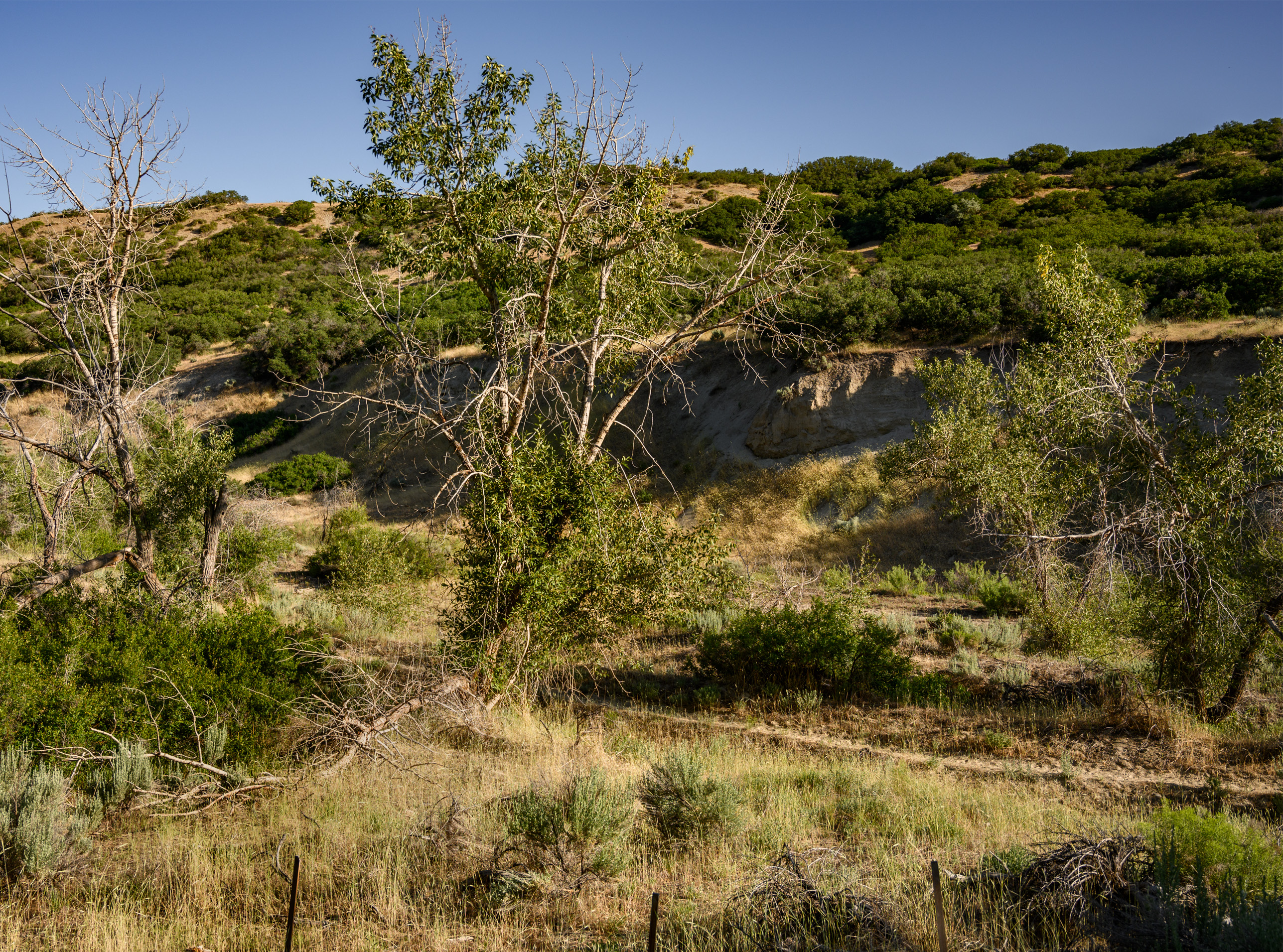 Dimple Dell Trail West