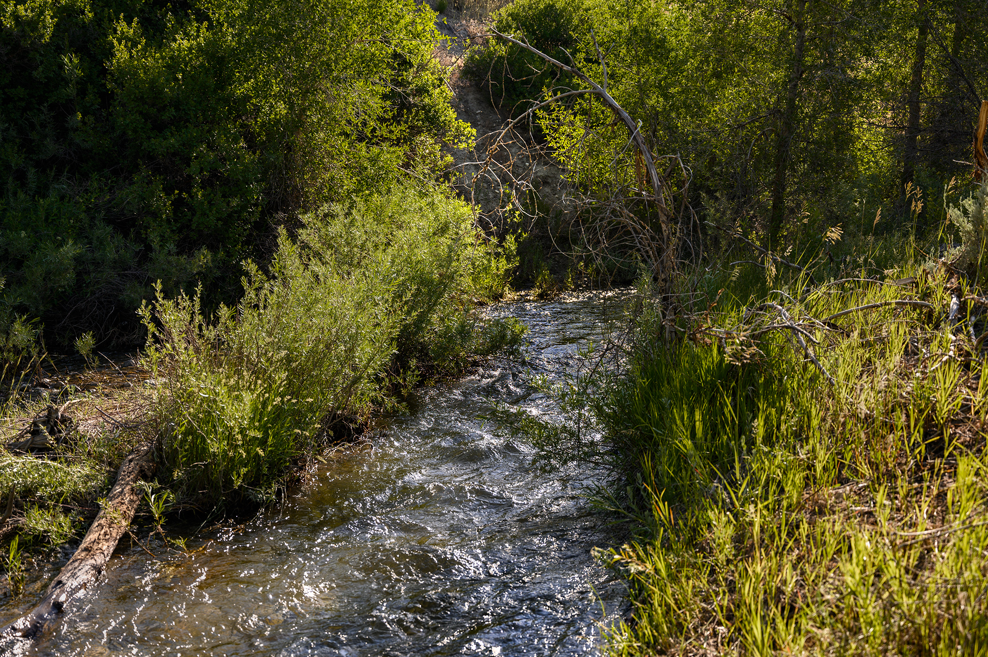 Dimple Dell Trail West