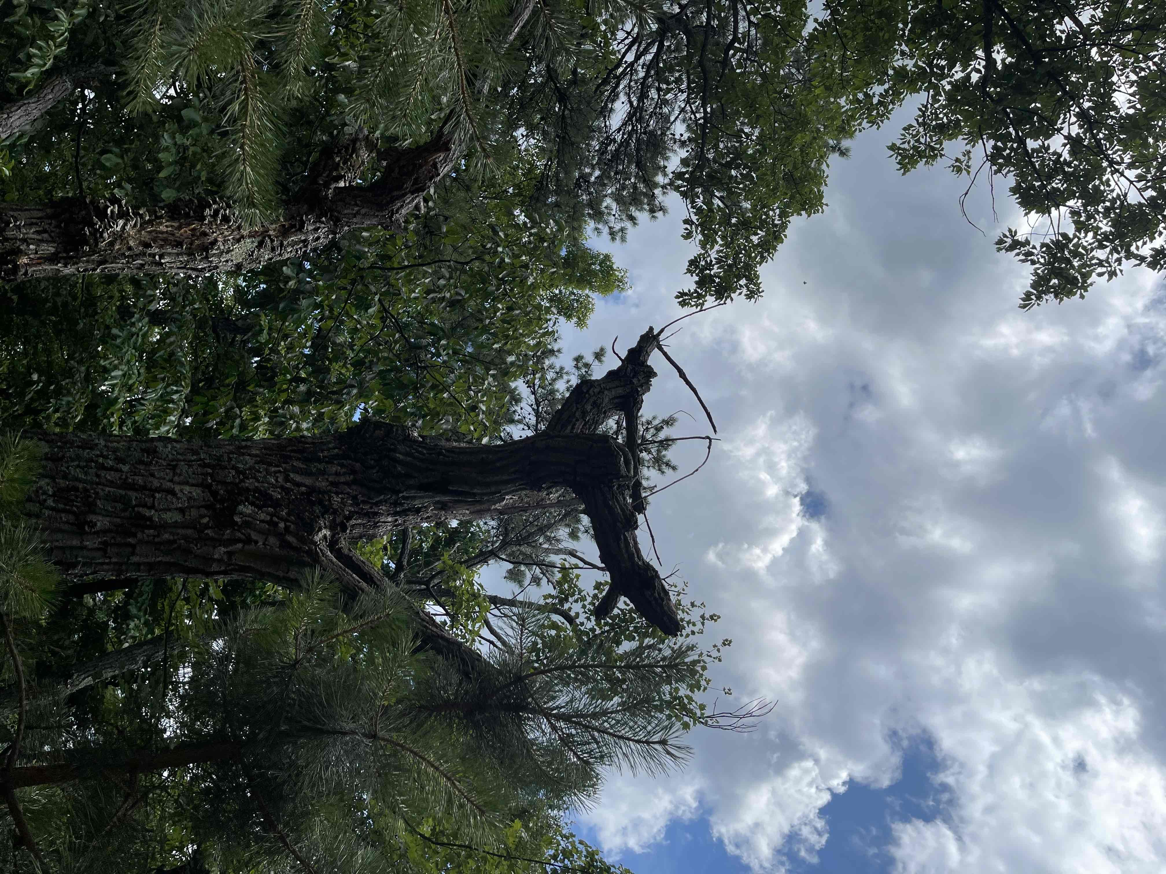 Orkney Springs Trail
