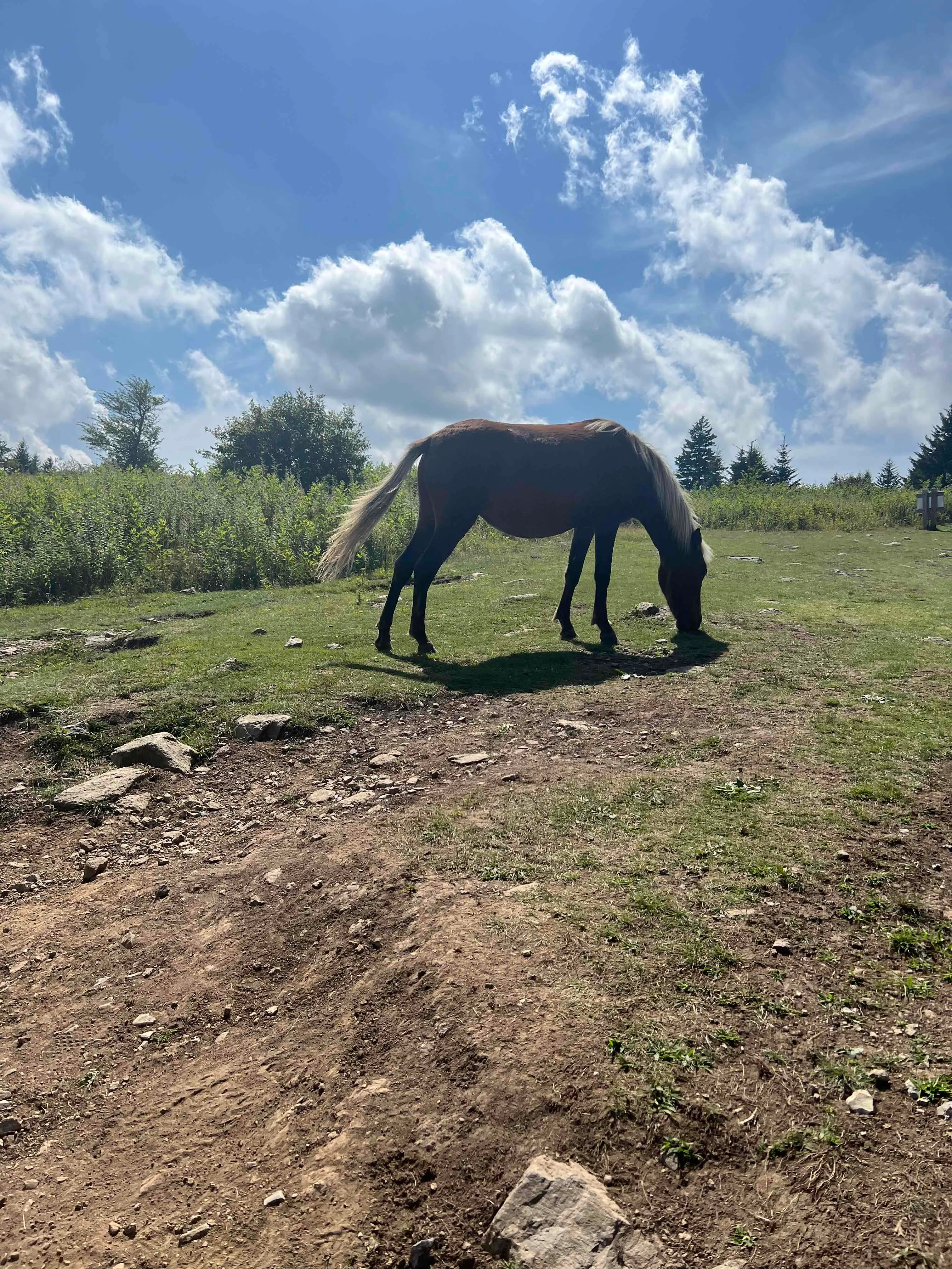 Wilburn Ridge and Massie Gap Loop