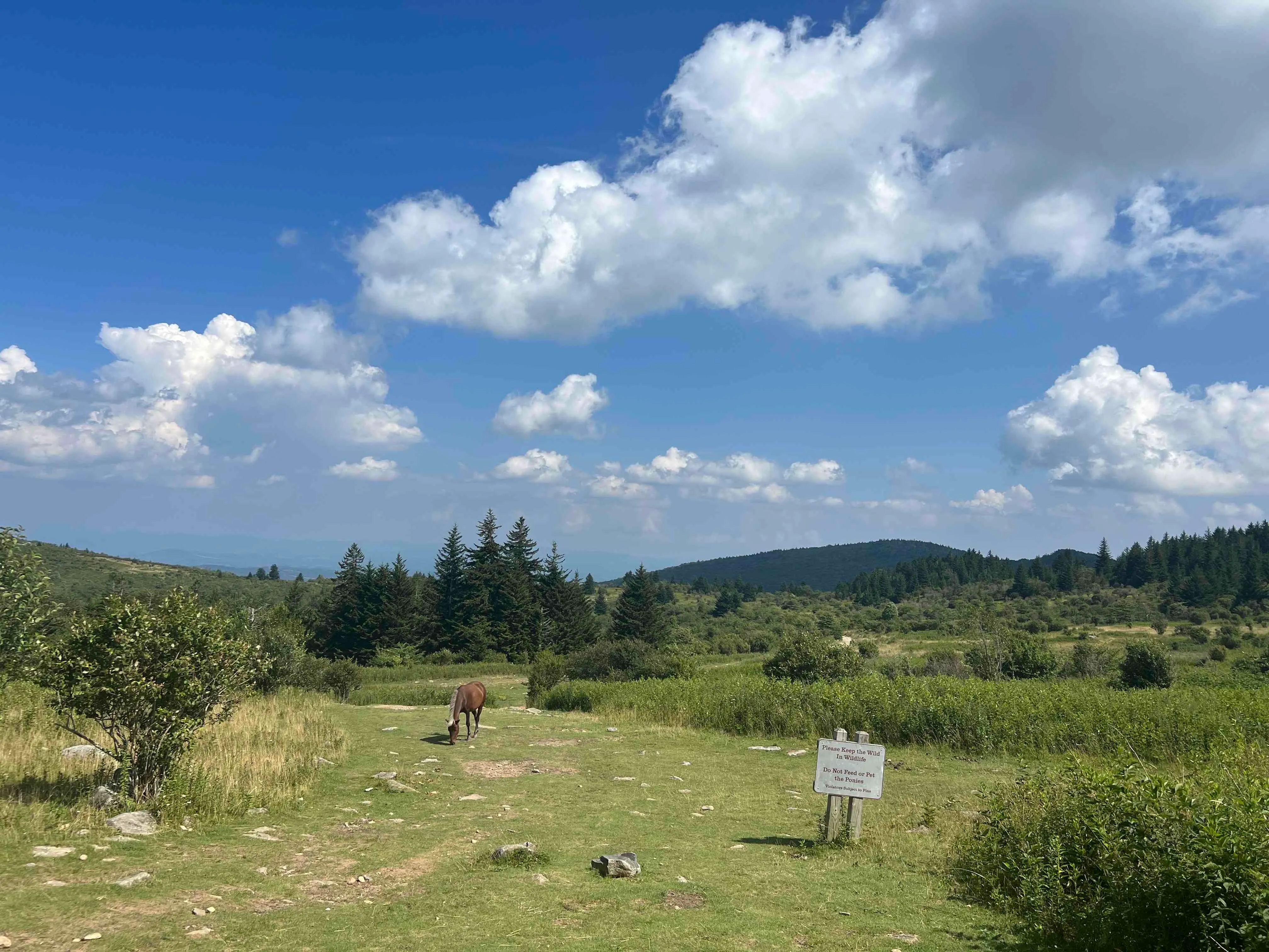 Wilburn Ridge and Massie Gap Loop