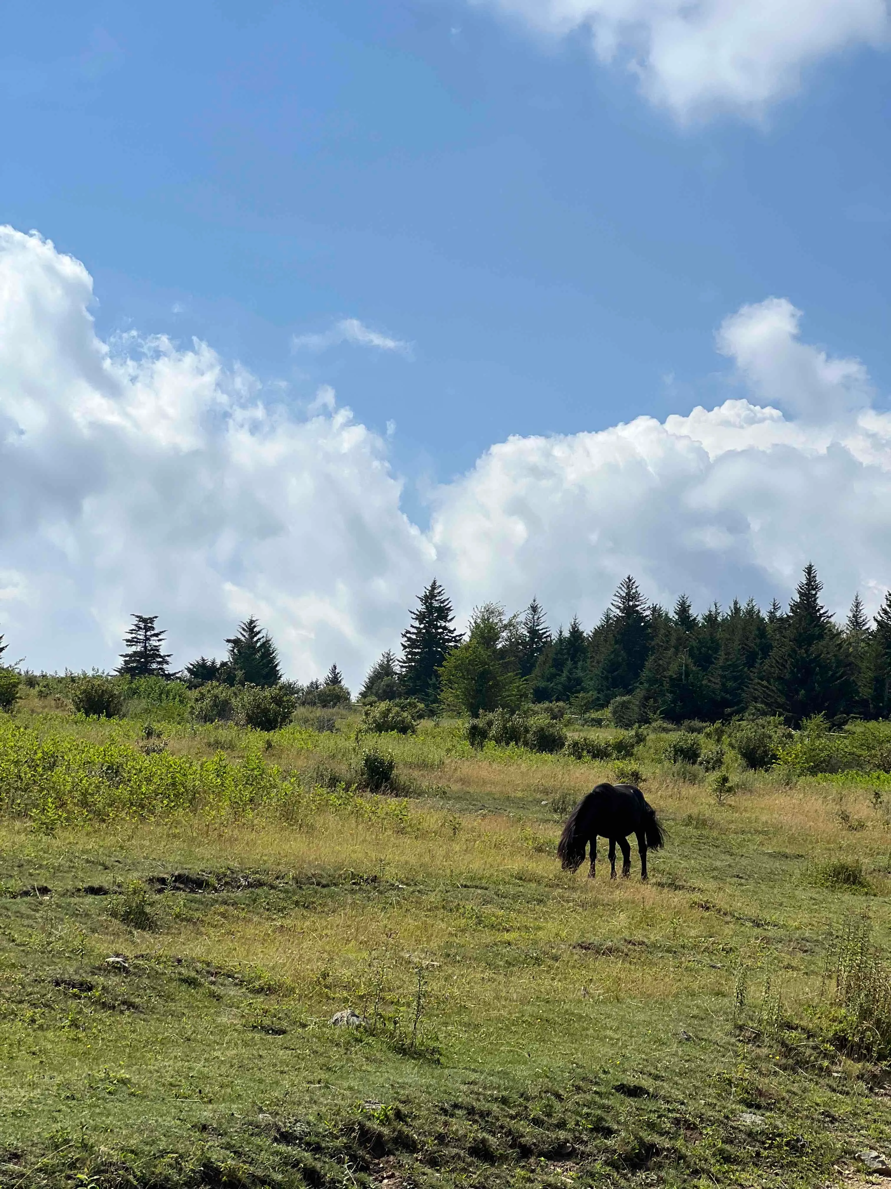 Wilburn Ridge and Massie Gap Loop