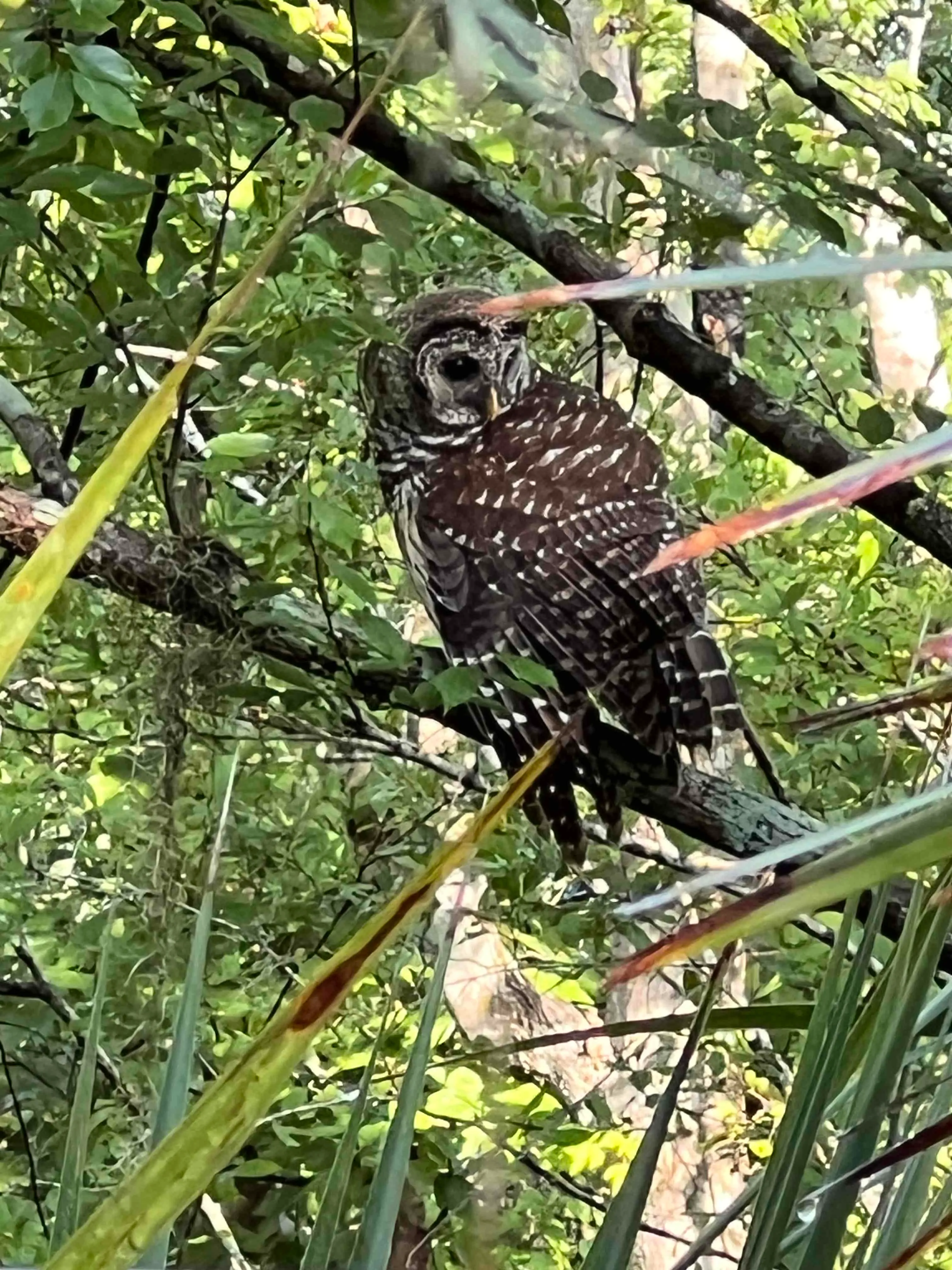 Black Bear Wilderness Area Trail
