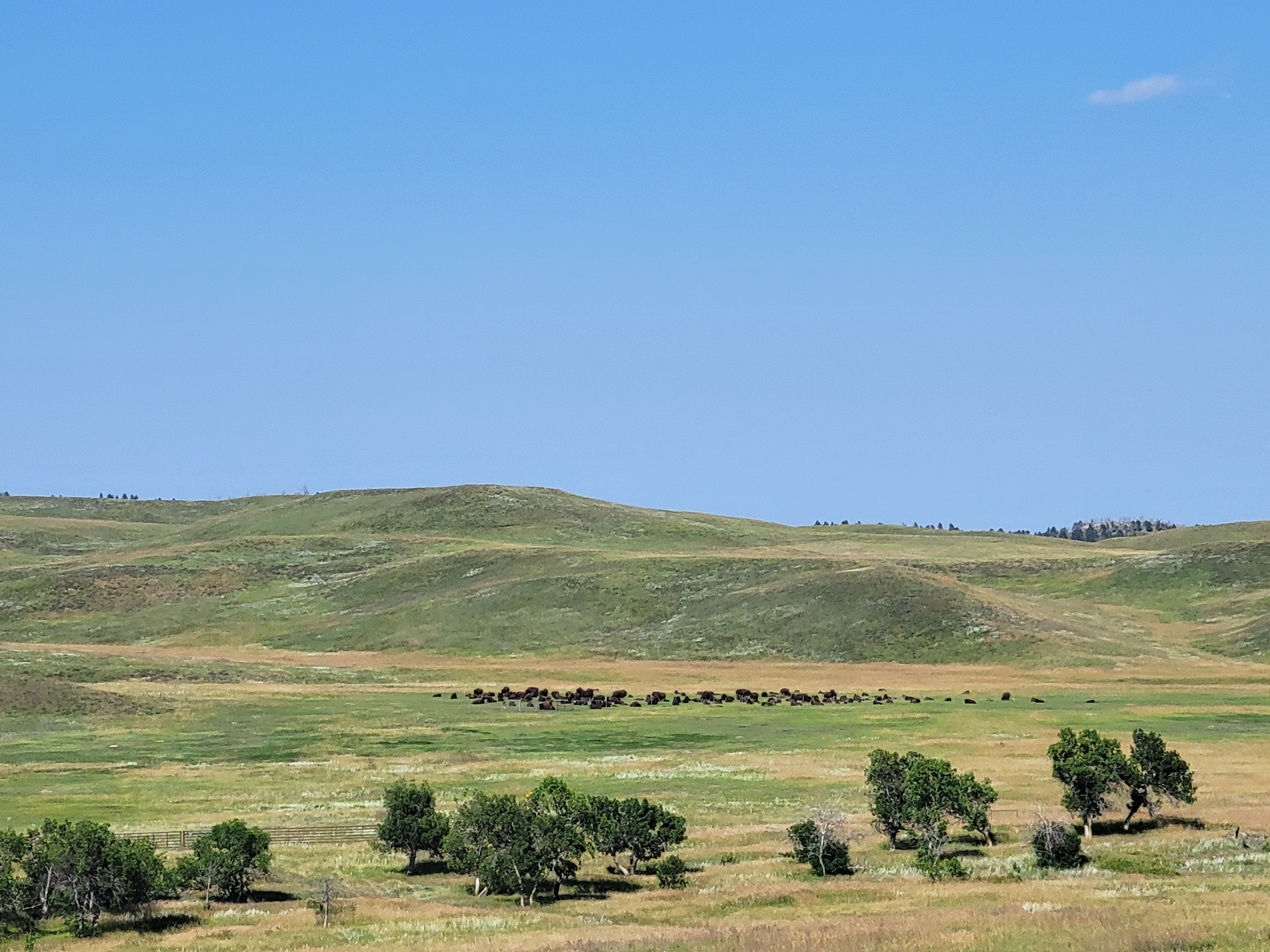 Drive the Custer State Park Wildlife Loop