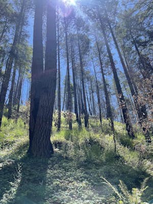 Hike the Canyon Rim Route in Butano State Park 