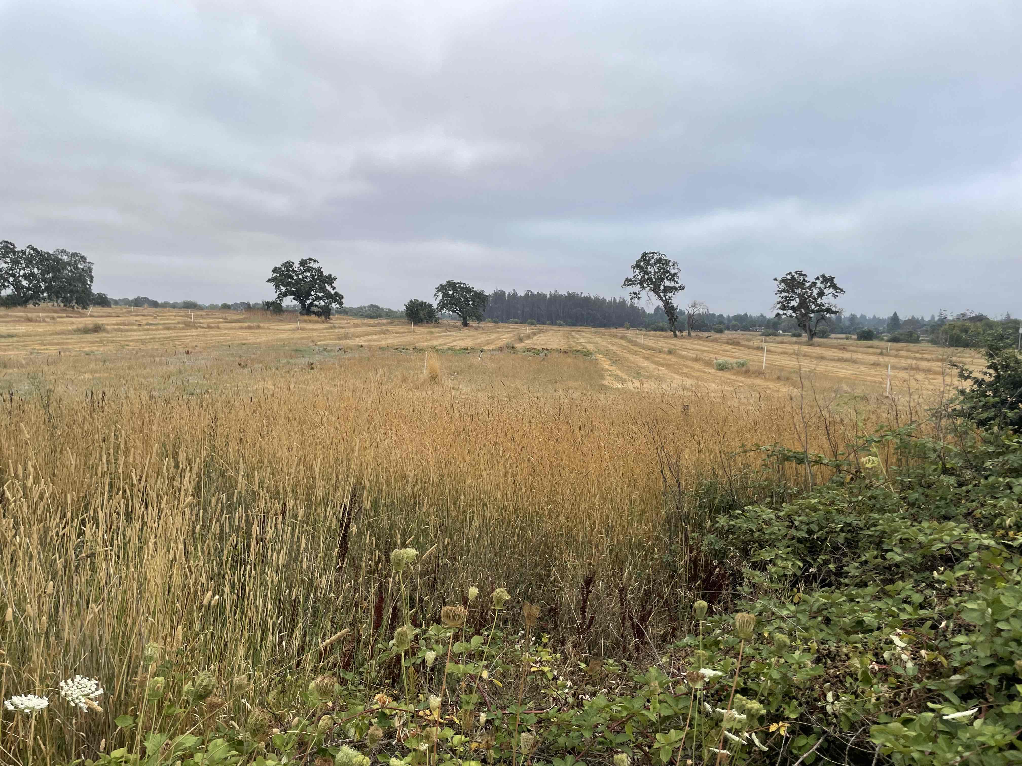 Joe Rodota Trail