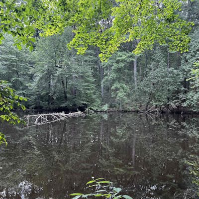 Take a Stroll at Fyfeshire Conservation Area