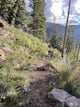 Whipple Trail