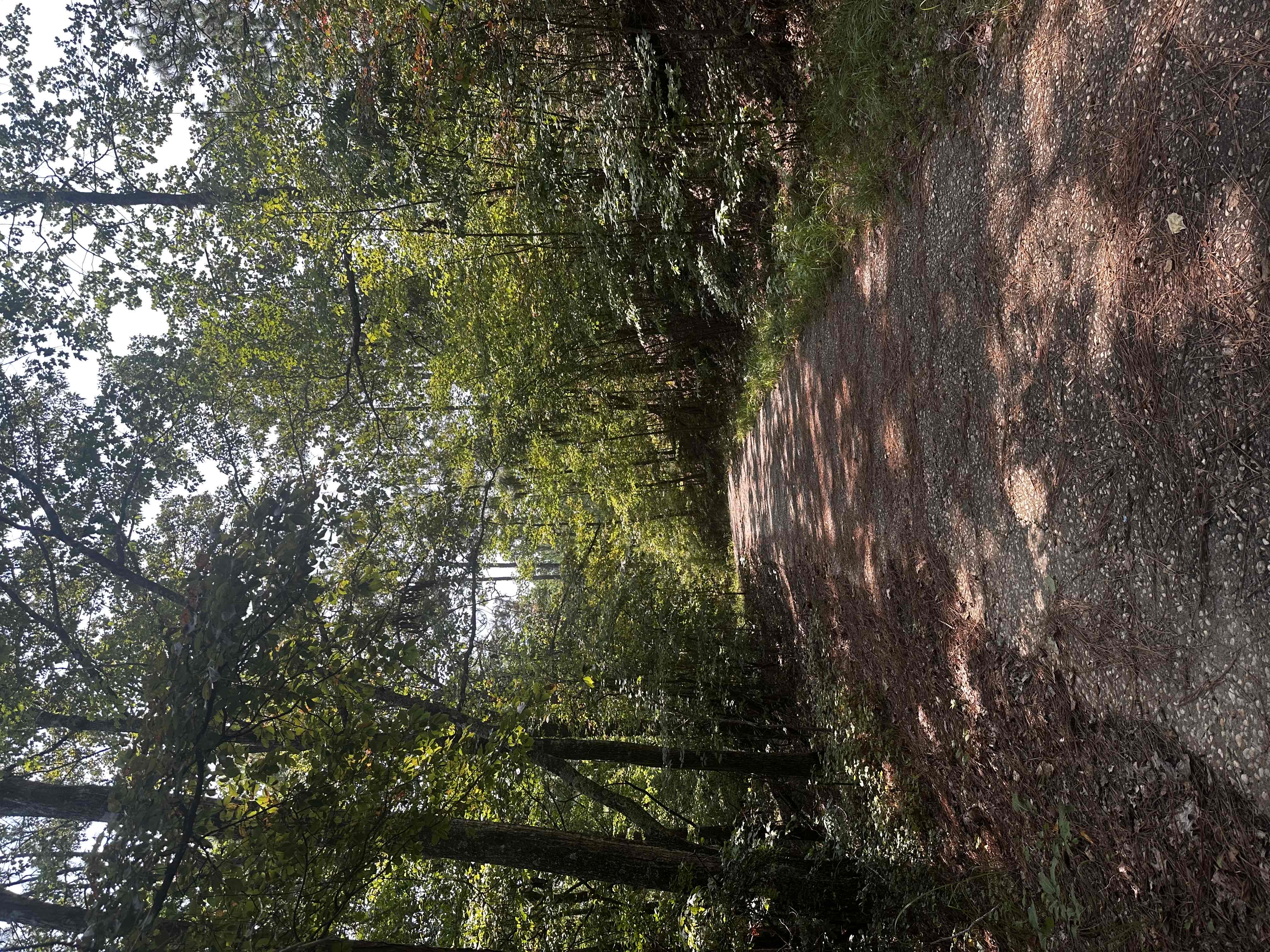 Smith Mountain Fire Tower (Lake Martin)
